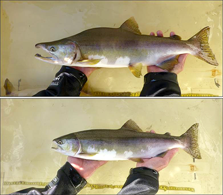 Southeast Alaska Research: Pink Salmon, Alaska Department of Fish and Game