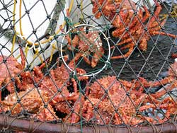 Southeast Alaska Golden King Crab Research, Alaska Department of