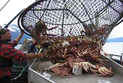 Fishing council rejects Alaska emergency red king crab rule that could have  limited pollock, cod fishing