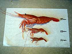 https://www.adfg.alaska.gov/static/fishing/images/commercial/southeast/shrimp_size.jpg