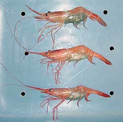 ODFW Commercial Pink Shrimp LEDs