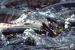 Chumn salmon swimming