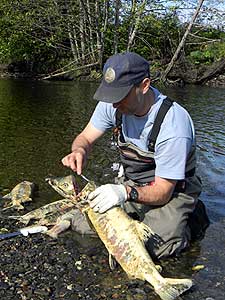 Pulling otoliths from a chum salmon on a stream near Petersburg