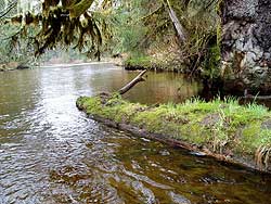 Southeast Alaska stream