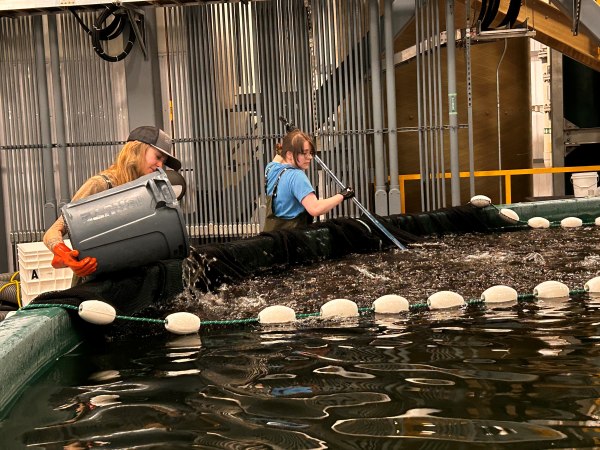 Fairbanks staff moving fish