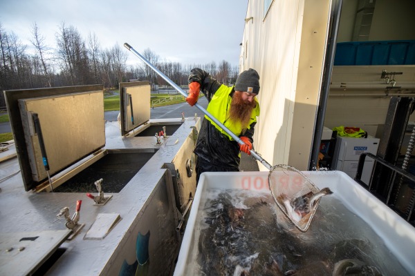 Staff loading Arctic char broodstock for stocking