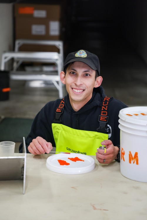 Staff enumerating eggs