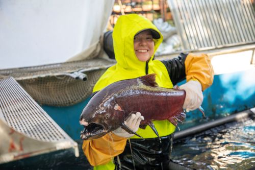 Staff sorting king salmon for egg take