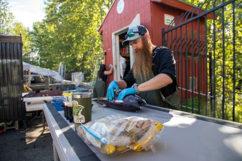 Staff taking BKD samples of king salmon