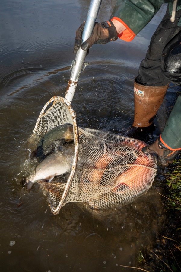 Hatchery work in progress
