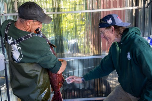 Staff collecting king salmon milt