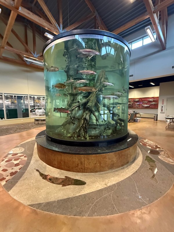 Fairbanks Tanana Valley Fisheries Center Aquarium