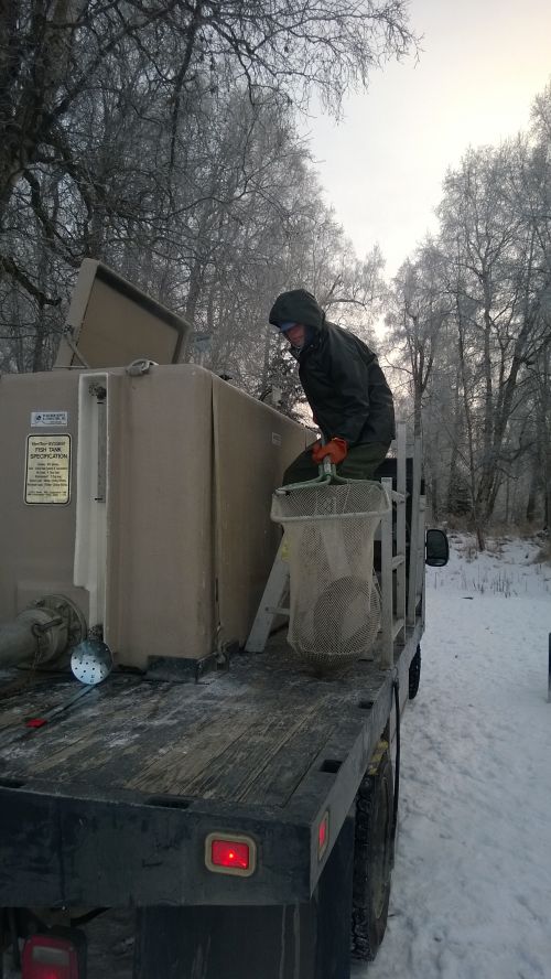 Fairbanks staff loading stocking trucks