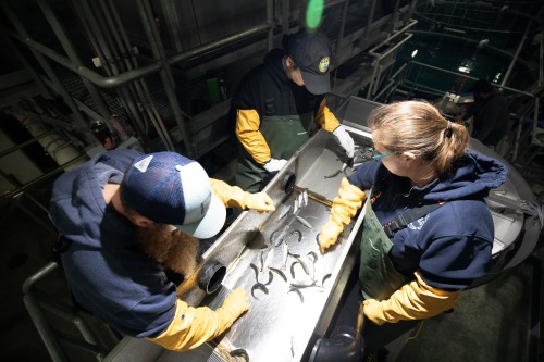 Arctic char being stocked in a local lake