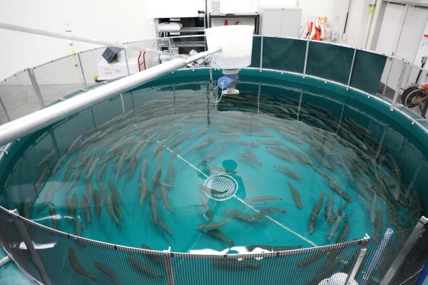 Broodstock holding tanks