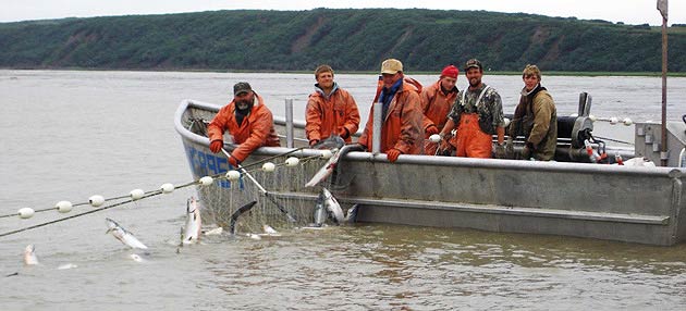 A boat harvesting salmon in Bristol Bay