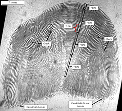 Magnified scale showing three marine annuli and a false annulus