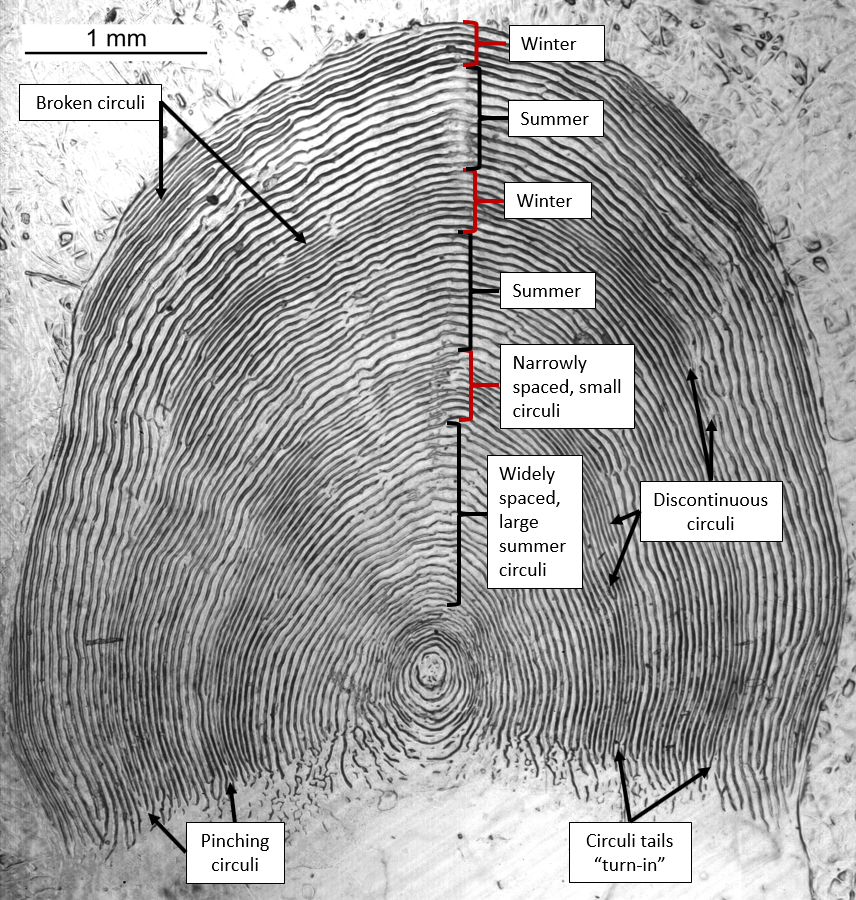 Chinook Salmon Scale-based Age Estimation: Age Estimation, Alaska