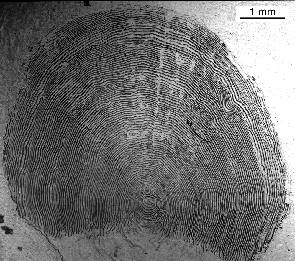 Chinook Salmon Scale-based Age Estimation: Images by Area, Kogrukluk River,  Alaska Department of Fish and Game