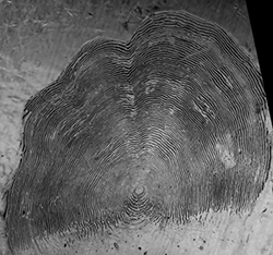 Magnified salmon scale that shows concave shape along anterior margin of scale.