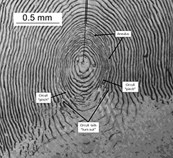 Magnified center of scale