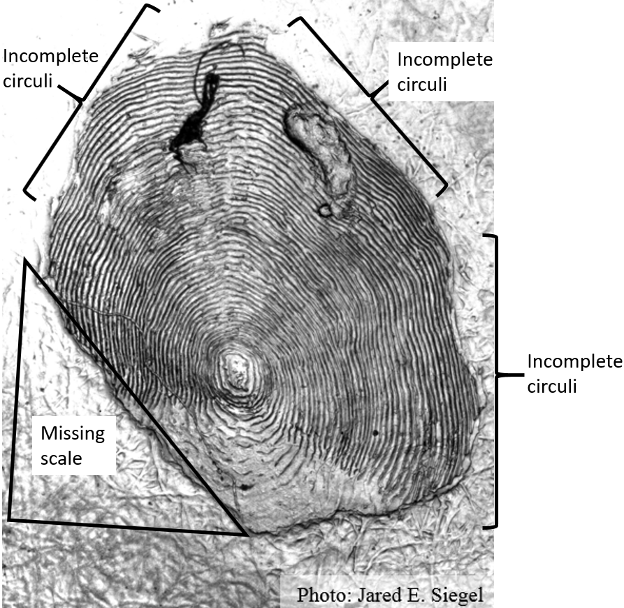 Chinook Salmon Scale-based Age Estimation: Scale Imperfections