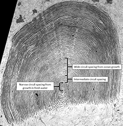 Magnified Chinook salmon scale with intermediate circuli spacing