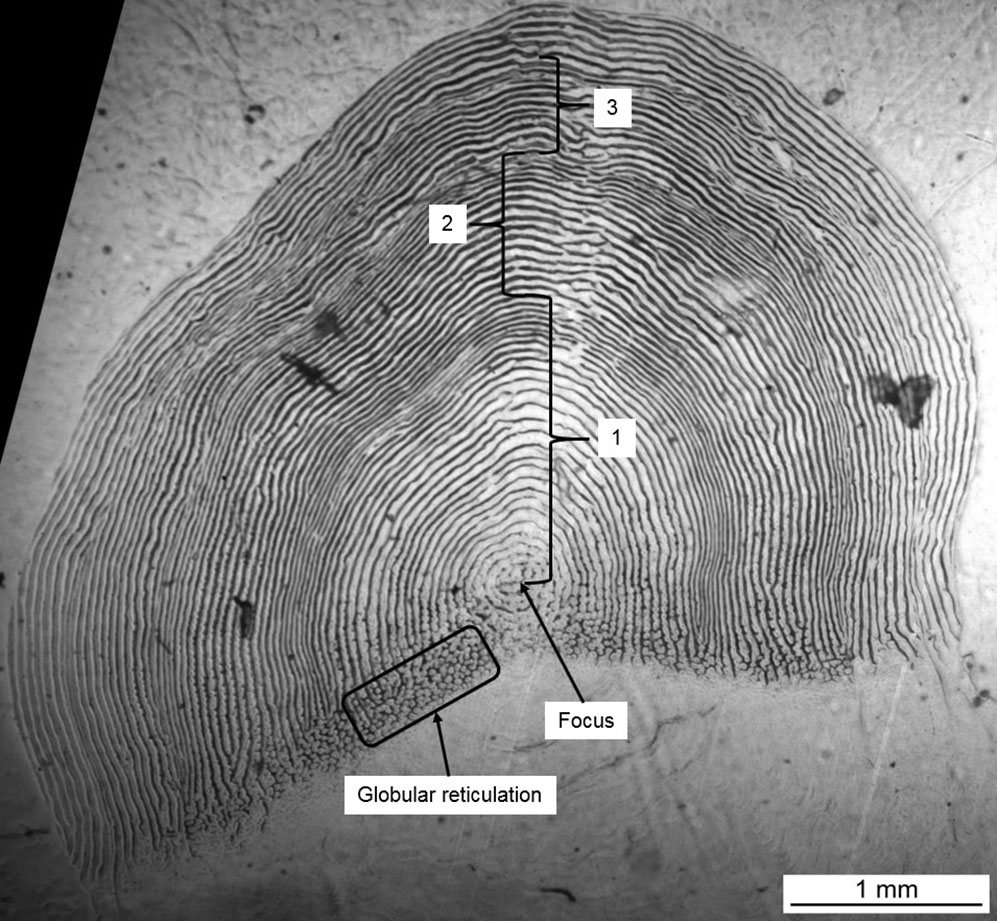 Chinook Salmon Scale-based Age Estimation: Species Identification