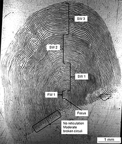 Magnified Chinook salmon scale