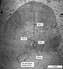 Magnified coho salmon scale