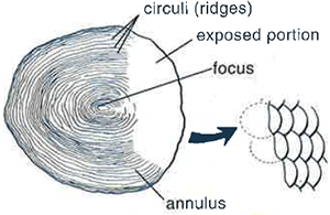 Magnified cycloid salmon scale