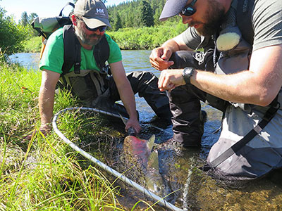 Two ADF&G employees examining scales from a salmon in the field.