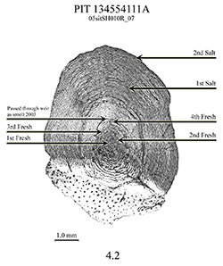 Magnified steelhead trout scale