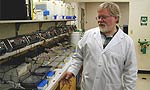 A lab worker monitors gel samples