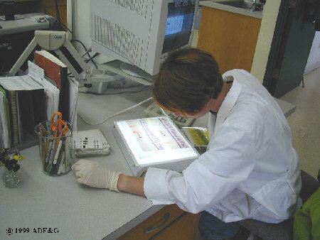Lab worker scoring gels