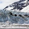 During the summer the Childs and Miles Lake Glacier calve frequently. Childs Glacier, pictured above, is particularly close to the site and on occasion the calving glacier has created waves so big they knock over the site’s sonar transducers.