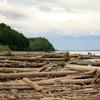 During spring breakup lots of debris floats down stream, including large rafts of trees.