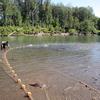 In addition to using sonar to count fish, technicians also use beach seine nets to capture fish.