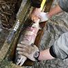 Data and samples from the captured fish help biologists monitor broad changes in species composition, corroborate acoustically detected abundance trends and to collect information about chum salmon.