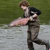 King salmon also migrate up the Aniak River in smaller numbers.