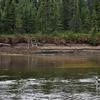 The Anvik River sonar site uses a type of sonar technology known as DIDSON to detect fish. Two DIDSON transducers are deployed at the Anvik sonar site, one for each bank. Each DIDSON is mounted on an aluminum frame, submerged into the river near the bank and aimed perpendicular to the current.