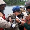 Sonar site technicians beach seine Anvik River fish to collect data from salmon. All resident fish are tallied by species andreleased. Pink salmon are counted, identified by gender and released. When a chum or king salmon is caught, technicians identify them by gender, measure them and take scale samples for determining the age of the fish. 