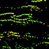 Data collected by split-beam sonar is transmitted to computers, where split-beam sonar-detected fish are represented by what technicians and biologists refer to as fish traces.