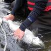 When the site is operating sonar, technicians beach seine to capture and collect data and scale samples from king salmon. They collect gender and length data, and scale samples to determine age. Technicians keep the fish in the water and release them when they are done.