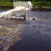 When water levels in the Anchor River drop, technicians install a complete weir to replace the sonar as a tool for counting salmon.