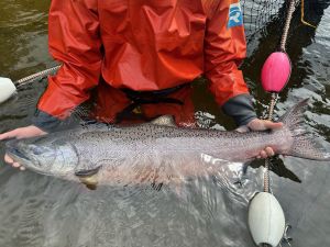 A map of anchor river