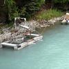 The site also has a fish wheel used to separate sonar-detected fish by species and to collect data on sockeye salmon. Most of the time more than 95 percent 
of the fish migrating upstream are sockeye salmon.