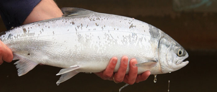 Nushagak Fish, Alaska Fisheries Sonar, Alaska Department of Fish