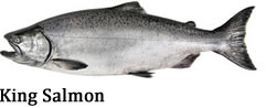 King Salmon