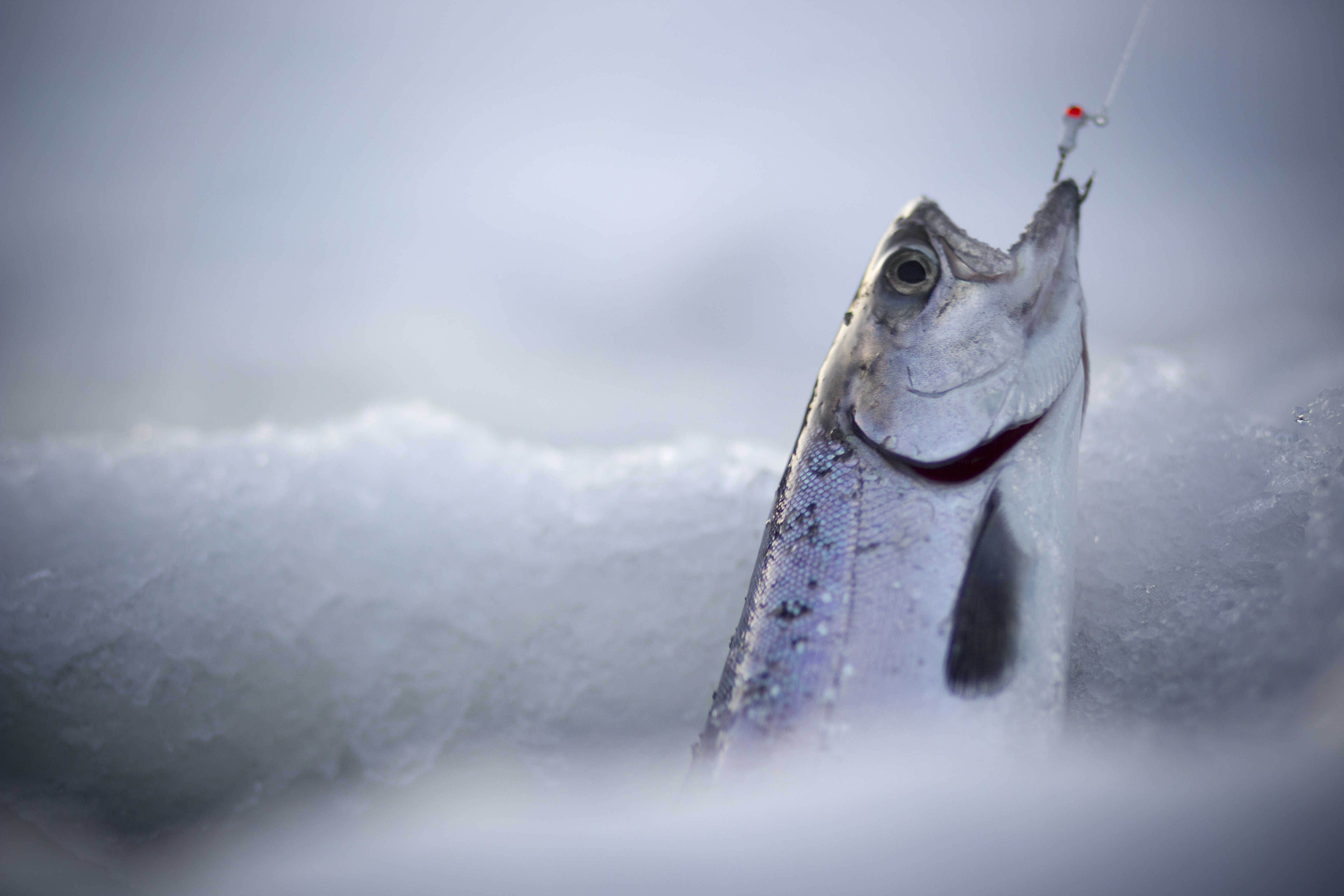 Fish